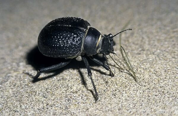 Darkling Beetle - active at dusk and dawn - feeds on grass sprouts in sand dunes of Central Karakum desert - one front leg is probably removed by a predator - Turkmenistan - former CIS - March - after sunset Tm25. 0019