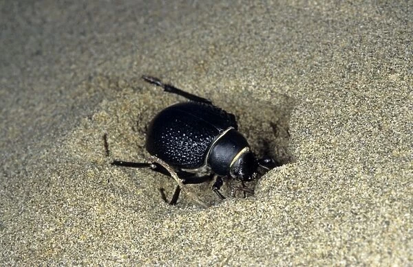 Darkling Beetle - burrowing in the sand to escape heat of the day - sand dunes of Karakum desert - Turkmenistan - Spring - April Tm31. 0486