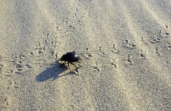 Darkling Beetle - crosses tracks of other similar beetles - sand dunes of Karakum desert - Turkmenistan - Spring - March Tm31. 0485