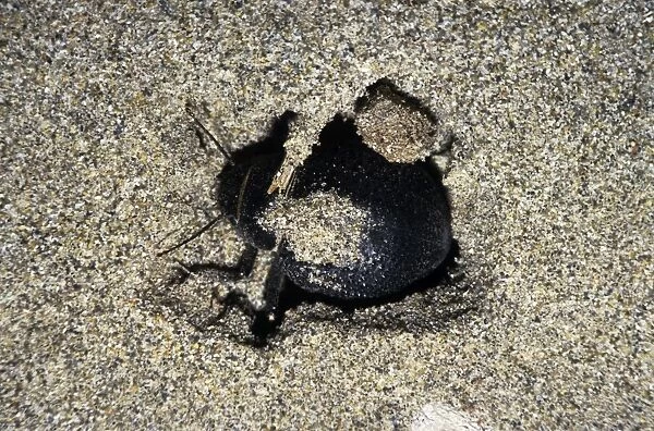 Darkling Beetle - emerges from day shelter where it buries itself in sand to escape heat of the day - sand dunes of Karakum desert - Turkmenistan - Spring - March Tm31. 0407
