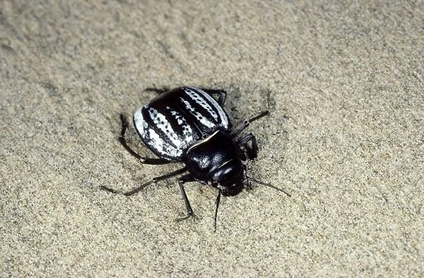 Darkling Beetle - in the evening - Turkmenistan - Central Karakum Desert - Spring - April Tm31. 0475