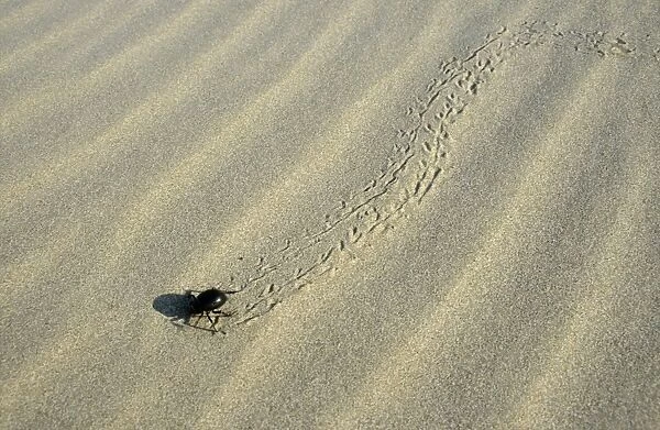 Darkling Beetle - runs for a cover after feeding at dawn - sand dunes of Central Karacum desert - Turkmenistan - Spring - April Tm31. 0488