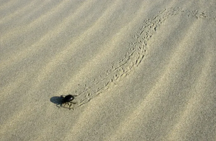 Framed Print : Darkling Beetle - runs for a cover after feeding at dawn - sand dunes of Central Karacum desert - Turkmenistan - Spring - April Tm31. 0488