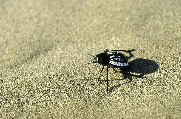 Darkling Beetle - runs in sand dunes of Karakum desert in the evening - Turkmenistan - Central Karakum Desert - Spring - April Tm31. 0414