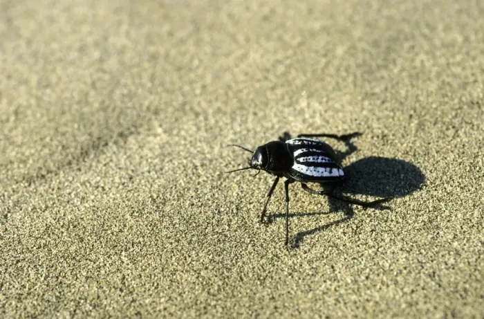Framed Print : Darkling Beetle - runs in sand dunes of Karakum desert in the evening - Turkmenistan - Central Karakum Desert - Spring - April Tm31. 0414 Framed Print : Darkling Beetle - runs in sand dunes of Karakum desert in the evening - Turkmenistan - Central Karakum Desert - Spring - April Tm31. 0414