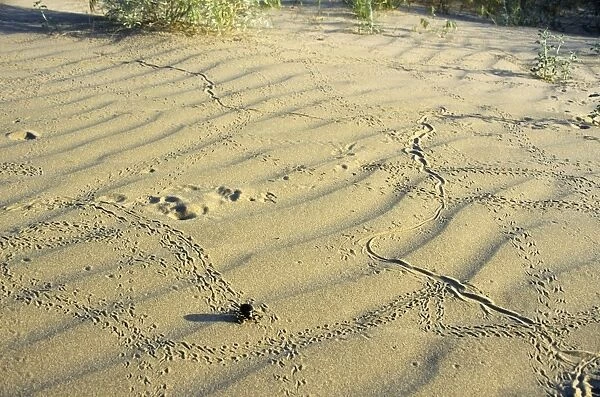 Darkling Beetle - along with various prints left on sand after night activity of beetles, lizards and jerboa - sand dunes of Karakum desert - Turkmenistan - former CIS - Spring - April Tm31. 0386