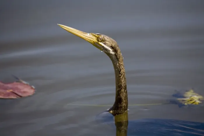 Framed Print : Darter - male Also known as Snake bird owing to its snake like apearance when swimming and feeding. Marlgu Billabong, Parry Lagoons a Ramsar designated wetland in the far northeast of Western Australia