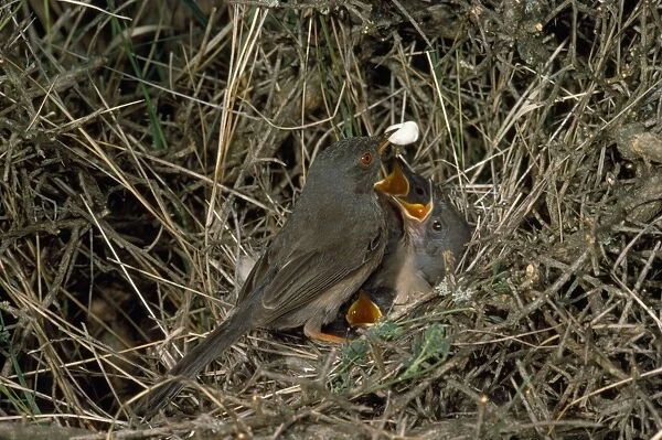 Dartford Warbler - adult removing fecal sac from nest