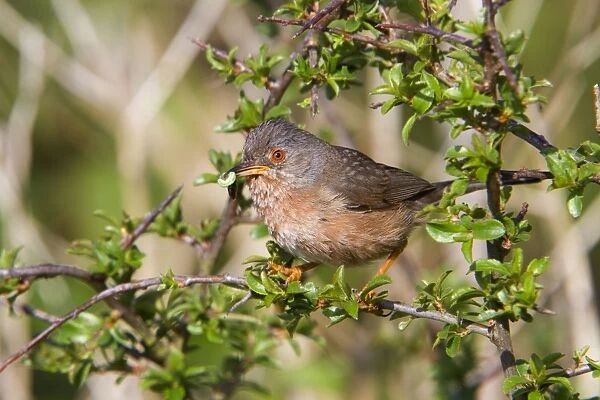 Dartford Warbler - female - with insects - Cornwall - UK