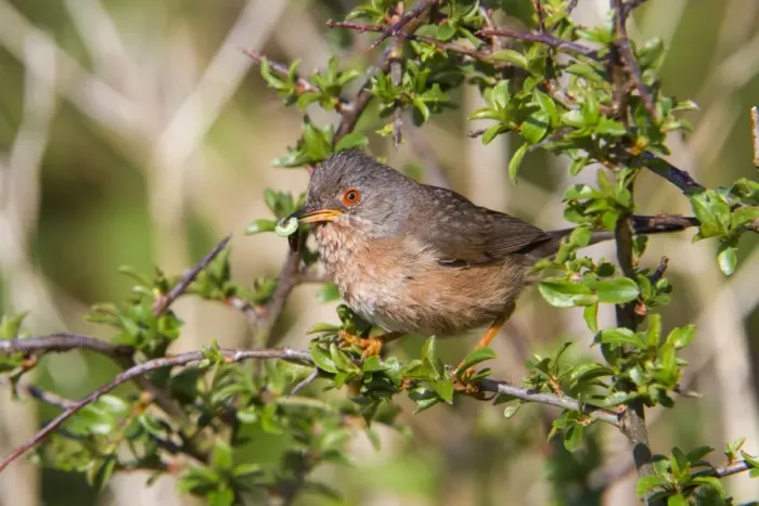 Framed Print : Dartford Warbler - female - with insects - Cornwall - UK Framed Print : Dartford Warbler - female - with insects - Cornwall - UK