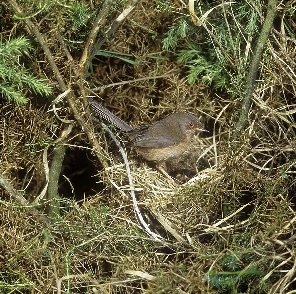 Dartford Warbler - female at nest 