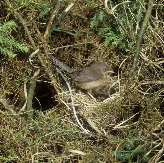 Framed Print : Dartford Warbler - female at nest Framed Print : Dartford Warbler - female at nest
