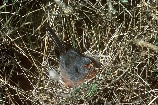 Dartford Warbler - on nest 