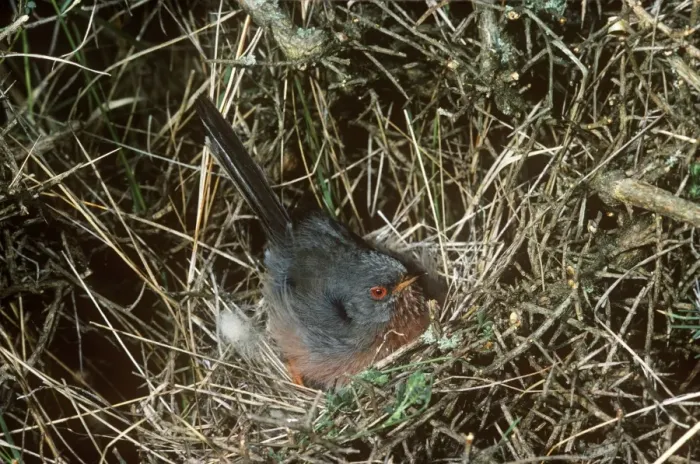 Framed Print : Dartford Warbler - on nest Framed Print : Dartford Warbler - on nest