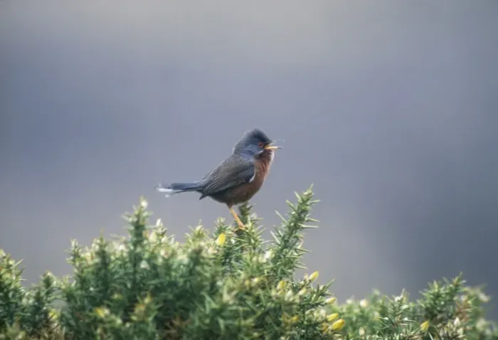 Framed Print : Dartford Warbler - Perched on Gorse, April New Forest, UK Framed Print : Dartford Warbler - Perched on Gorse, April New Forest, UK