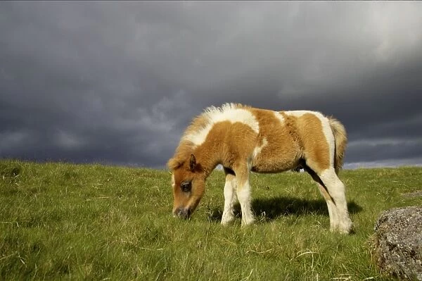 Dartmoor Ponies. COS-3870. Dartmoor Ponies