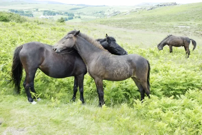 Framed Print : Dartmoor Ponies engaged in mutual grooming Framed Print : Dartmoor Ponies engaged in mutual grooming