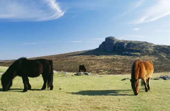 Framed Print : Dartmoor Ponies With Haytor in background Framed Print : Dartmoor Ponies With Haytor in background