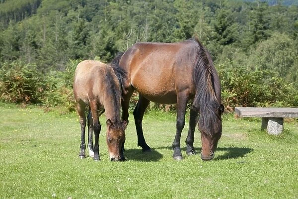Dartmoor Ponies - mare and foal - Devon, UK