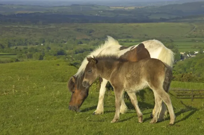 Framed Print : Dartmoor Ponies - on moors with Tavy Valley below Dartmoor National Park Devon, UK MA000127 Framed Print : Dartmoor Ponies - on moors with Tavy Valley below Dartmoor National Park Devon, UK MA000127