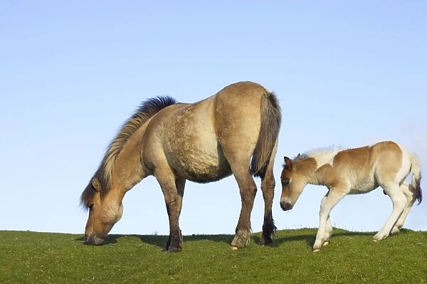 Dartmoor Ponies - mother and foal Dartmoor National Park Devon UK MA000143
