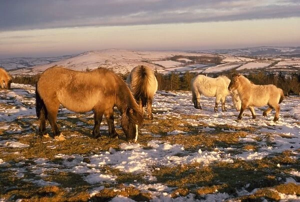 Dartmoor Ponies-On Moor