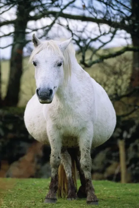 Framed Print : Dartmoor Pony - extremely pregnant