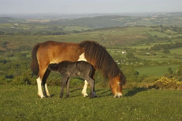 Dartmoor Pony - on moors with Tavy Valley below