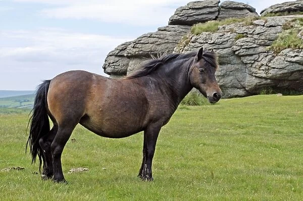Dartmoor Pony with typical granite Tor in the background