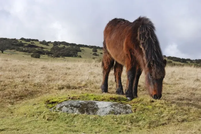 Framed Print : Dartmoor Pony in winter coat eating the last of the overgrazed winter grass Framed Print : Dartmoor Pony in winter coat eating the last of the overgrazed winter grass