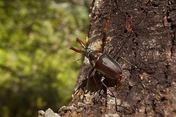 Darwin's Beetle  /  Grant's Stag Beetle  /  Chilean Stag Beetle - giant male beetle crawling up a tree - Queulat National Park - Patagonia - Carretera Austral - Chile - South America