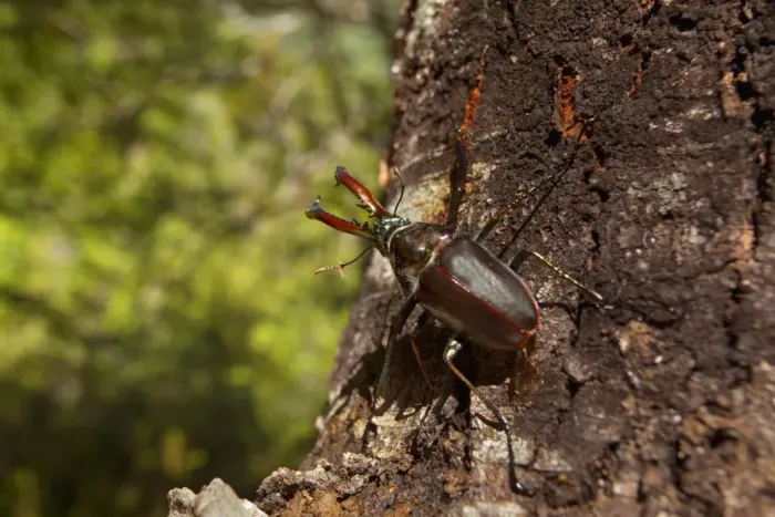 Framed Print : Darwin's Beetle / Grant's Stag Beetle / Chilean Stag Beetle - giant male beetle crawling up a tree - Queulat National Park - Patagonia - Carretera Austral - Chile - South America Framed Print : Darwin's Beetle / Grant's Stag Beetle / Chilean Stag Beetle - giant male beetle crawling up a tree - Queulat National Park - Patagonia - Carretera Austral - Chile - South America