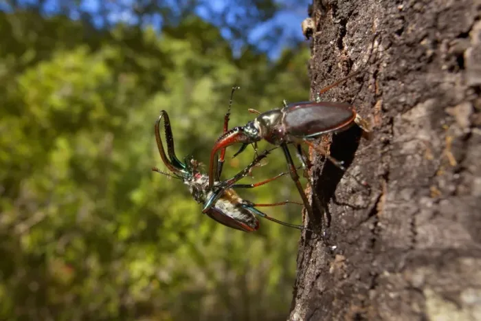 Framed Print : Darwin's Beetle / Grant's Stag Beetle / Chilean Stag Beetle - two giant male beetles fighting on a tree trunk - Queulat National Park - Patagonia - Carretera Austral - Chile - South America Framed Print : Darwin's Beetle / Grant's Stag Beetle / Chilean Stag Beetle - two giant male beetles fighting on a tree trunk - Queulat National Park - Patagonia - Carretera Austral - Chile - South America