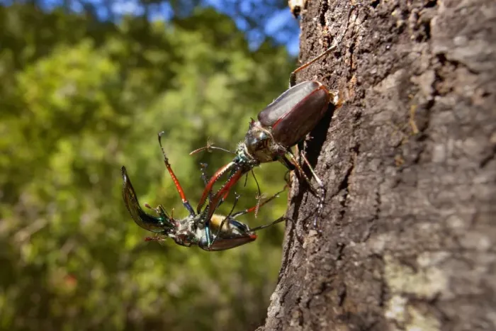 Framed Print : Darwin's Beetle / Grant's Stag Beetle / Chilean Stag Beetle - two giant male beetles fighting on a tree trunk - Queulat National Park - Patagonia - Carretera Austral - Chile - South America Framed Print : Darwin's Beetle / Grant's Stag Beetle / Chilean Stag Beetle - two giant male beetles fighting on a tree trunk - Queulat National Park - Patagonia - Carretera Austral - Chile - South America