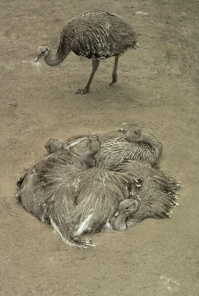 Darwin's  /  Lesser Rhea - Group resting in nest