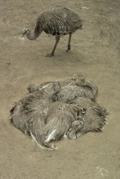 Framed Print : Darwin's / Lesser Rhea - Group resting in nest Framed Print : Darwin's / Lesser Rhea - Group resting in nest