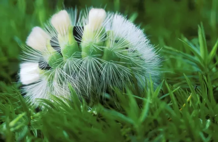 Framed Print : Dasychira Moth Caterpillar Framed Print : Dasychira Moth Caterpillar