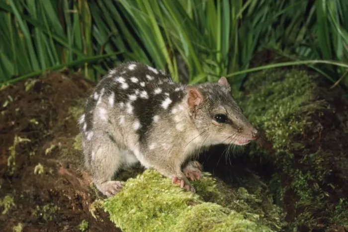 Framed Print : Dasyurus / Northern Quoll Mareeba North Queensland, Australia Framed Print : Dasyurus / Northern Quoll Mareeba North Queensland, Australia