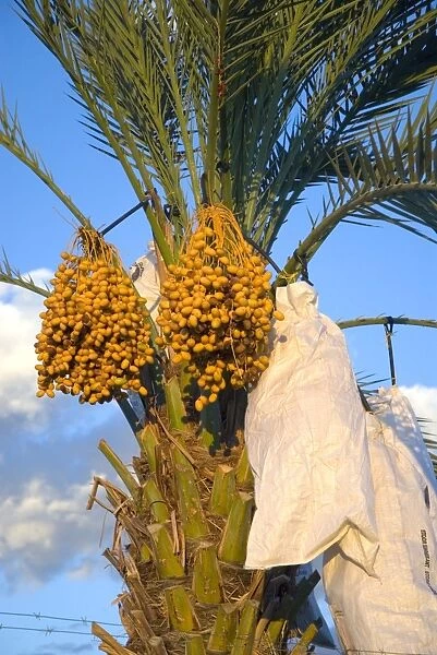 Date palms with bags over fruit as protection from birds, weather and for promoting larger fruit at Keimoes, Northern Cape, South Africa