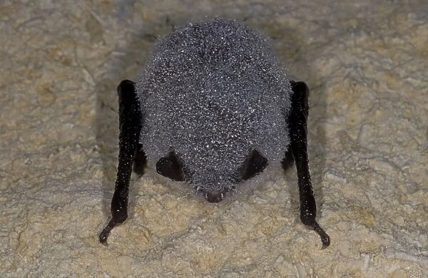 Daubenton's Bat - with dew - hibernation at cave - The Ardennes - Belgium