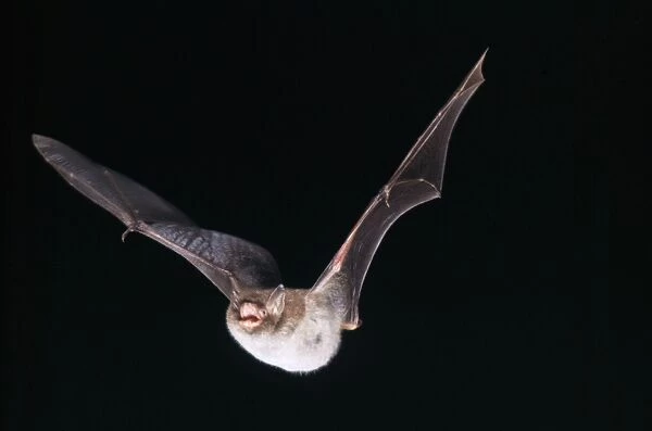 Daubenton's Bat - in flight