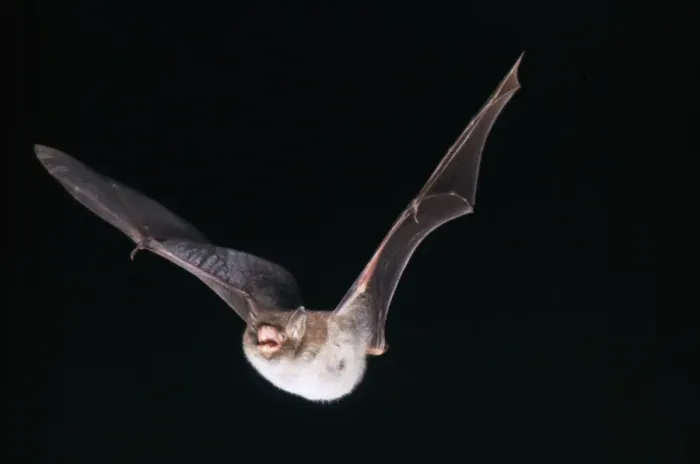 Framed Print : Daubenton's Bat - in flight Framed Print : Daubenton's Bat - in flight