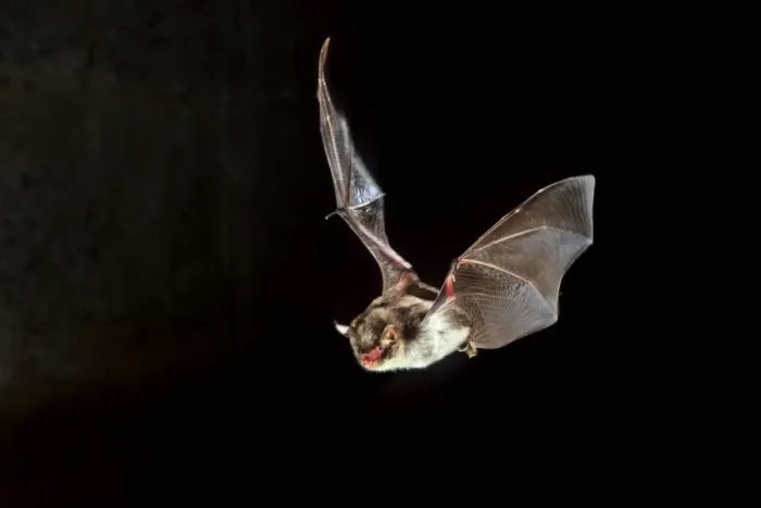 Framed Print : Daubenton's Bat - in flight at night Framed Print : Daubenton's Bat - in flight at night