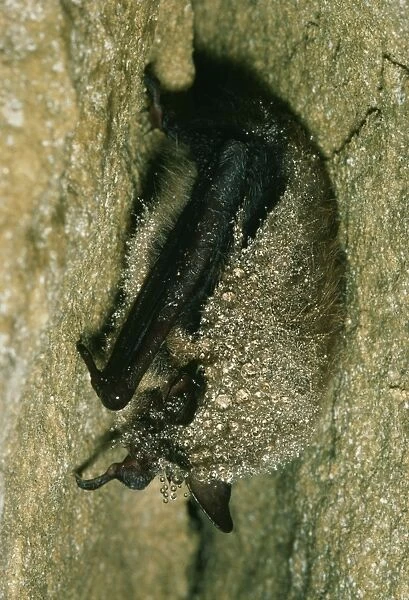 Daubenton's Bat JLM 5086 Hibernating Myotis daubentoni © John Mason  /  ardea. com