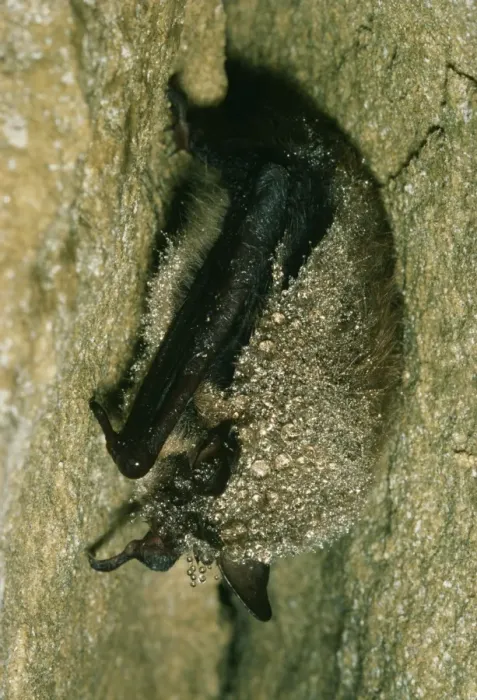 Framed Print : Daubenton's Bat JLM 5086 Hibernating Myotis daubentoni © John Mason / ardea. com Framed Print : Daubenton's Bat JLM 5086 Hibernating Myotis daubentoni © John Mason / ardea. com