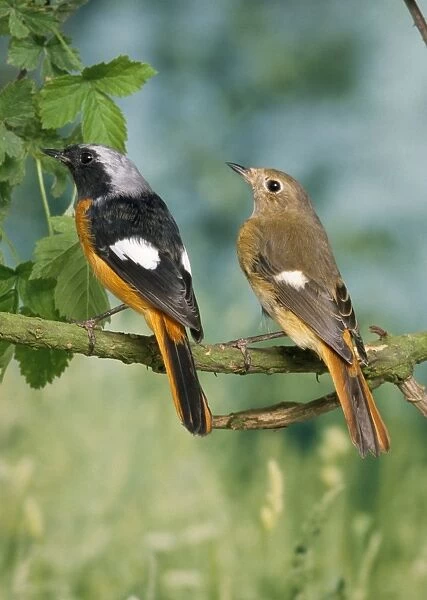 Daurian Redstart - pair