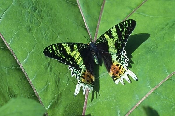 Day Flying Moth - Family: Noctuidae - Madagascar