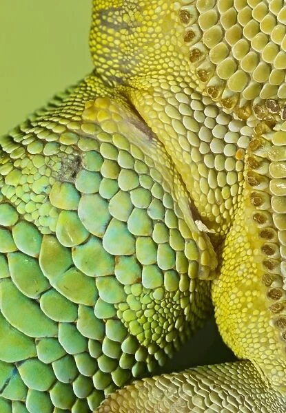 Day Gecko - close up - controlled conditions 12973