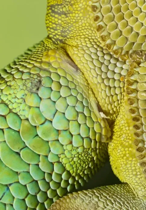 Framed Print : Day Gecko - close up - controlled conditions 12973 Framed Print : Day Gecko - close up - controlled conditions 12973