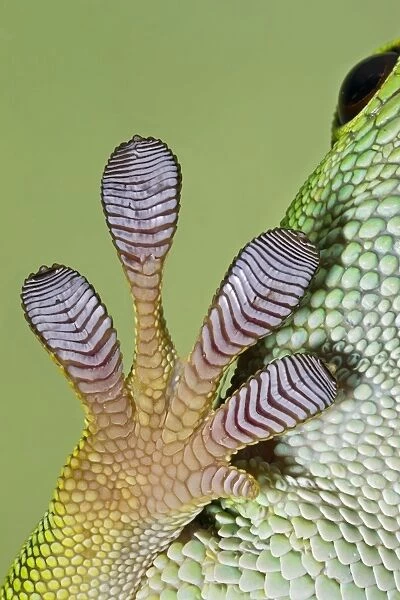 Day Gecko - close up of foot - controlled conditions 12967